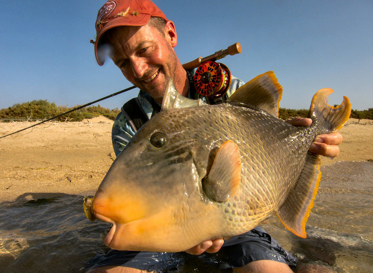 Jeff Currier Yellowmargin triggerfish Red Sea